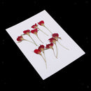 10 Pieces Pressed Dried Flower Half Cut Rose Flower Scrapbooking Embellishments