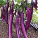 200 purple long eggplant organic vegetable seeds for home-garden rich in SP