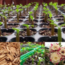 5 pcs Desert Rose Flower Adenium obesum "PEONY" bonsai Seed Supply