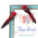 Simulation Feather Foam colorful bird Garden Bird lawn Prop DecorationEBJ ouJ Kw