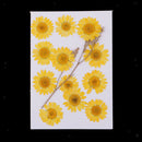12 Packs Pieces Natural Dried Flowers, Real Press Chrysanthemum, Pressed Flowers