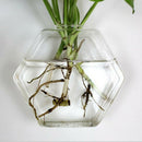 3 x Wall Mounted Transparent Glass Hydroponic Vase Terrarium Container - Hexagon