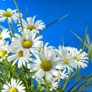 500 Samen GroÃƒÅ¸packung Wiesen Mutterkraut Margerite Chrysanthemum SELL HOT O6A6