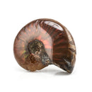Iridescent Ammonite Natural Ammolite Facet Specimen Fossil Madagascar TR