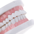 Dental orthodontic studyteachadult standard typodont demonstration teeth modelBX