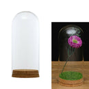 Glass Cloche Dome Bell Jar Display Stand Dome Cover Terrarium Bottle 8x18cm