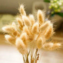20PcRabbit Tail Grass Bunny Tails Dried Flowers Bouquets Lagurus Home Supplies