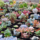 300pcs Mixed Succulent Seeds Lithops Living Stones Plants Cactus Home Beauty New