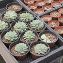 10 Pcs Mini Flower Pots Flowerpot Garden Unbreakable Plastic Nursery Pots