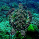 5D DIY Full Drill Diamond Painting Sea Turtle Embroidery Mosaic Craft Kit