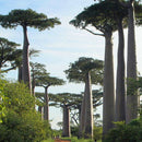 10X Seeds Of Adansonia digitata Baobab Tree Outdoor Plant High Germination SP
