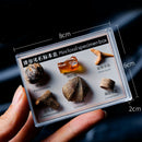 Natural Stone 6 Pieces FOSSIL SPECIMENS with Collection Box
