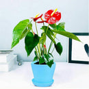 8Pcs Mini Plastic Flower Seedlings Nursery Pot Planter, 4inch Flower Pots W X4E3