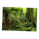 Aquarium   Tank Background Poster Rainforest Landscape Decor 60x150cm