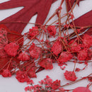 6 Kinds Pressed Press Dried Flower Real Dried Flower Plant Specimen For