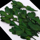 Natural Dried Flowers Bouquet Dry Flowers Decorative Leaf Bouquet ,Real Pressed