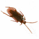 20Pcs Halloween Realistic Rubber Roach Cockroach Simulation Bug Toys L6N8. E2A9