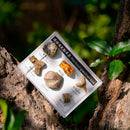 Natural Stone 6 Pieces FOSSIL SPECIMENS with Collection Box
