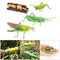 Simulation Nature Grasshopper Growth Pre-school Cognitive Toys Themed Party