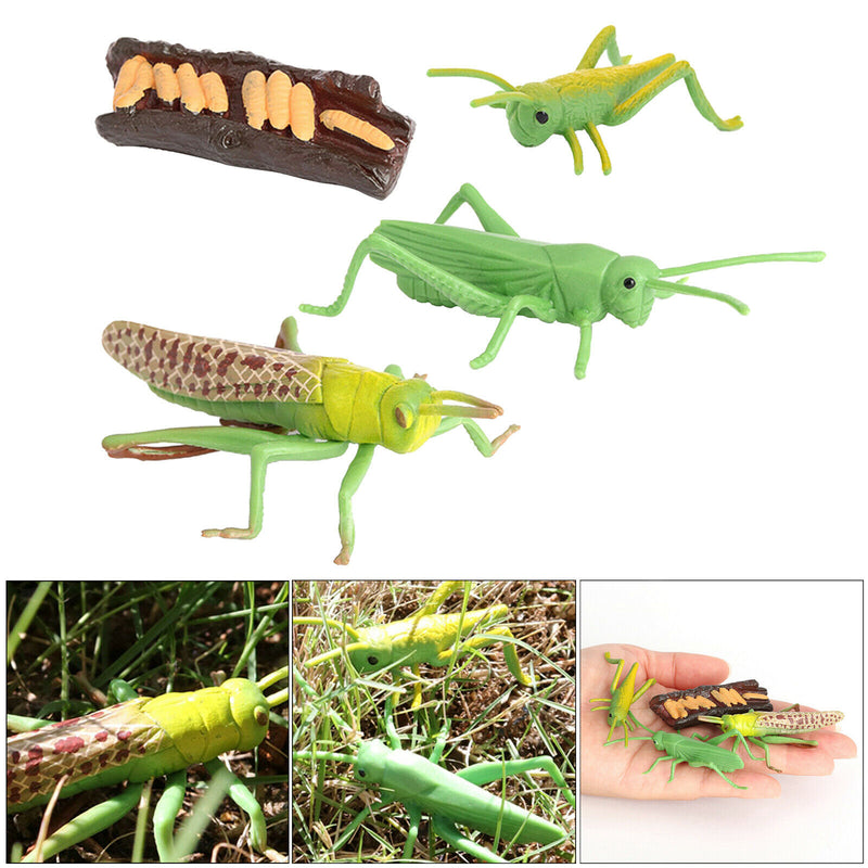 Simulation Nature Grasshopper Growth Pre-school Cognitive Toys Themed Party