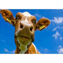Full Drill Rhinestone Picture DIY Animals Diamond Painting Poster (LD627)