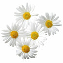 500 Samen GroÃƒÅ¸packung Wiesen Mutterkraut Margerite Chrysanthemum SELL HOT O6A6
