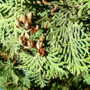 50pcs Lot Arborvitae Cypress Cupressus Sempervirens C1L3 Tree Pine Garden: H4R0