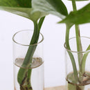 2pcs Crystal Glass Test Tube Holder in Wooden Stand Vase for Hydroponic Plants