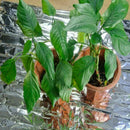 Garden Wall Mylar Film Covering Sheet Hydroponic Reflective 155cm. x Film 2 H5S0
