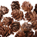 Mini Small Natural Dried Pine Cones Acorns Ornaments In Bulk Dried Flowers for