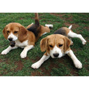 5D Diamond Painting Full Drill Dog DIY Cross Stitch Animal Pictures (WB027)