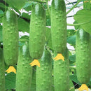 20pcs Cucumber Seeds Organic Russian Pickling Vegetable Fruit  Garden Plants
