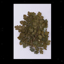 20 Pieces Green Natural Dried Flowers Pressed Leaf Leaves Thalictrum Plants