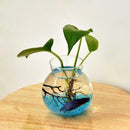 Fish Bowl Style Clear Glass Flower Vase Hydroponic Planter Terrarium Decor