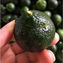 500G Organic Xinhui Green Mandarin Orange Ripened Yunnan Pu-erh Tea Puer f. Gift