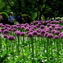 10pcs purple giant allium giganteum flower black seeds home garden plant decorLJ