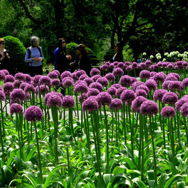 10pcs purple giant allium giganteum flower black seeds home garden plant decorLJ