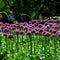 10pcs purple giant allium giganteum flower black seeds home garden plant decorLJ
