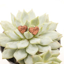 Wooden MDF Love Hearts Craft Scatter Patch Wedding Christmas Tree Decoration