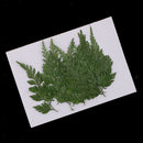 12Pcs Pressed Dried Fern Leaves Plant Herbarium DIY Arts Crafts Scrapbooking