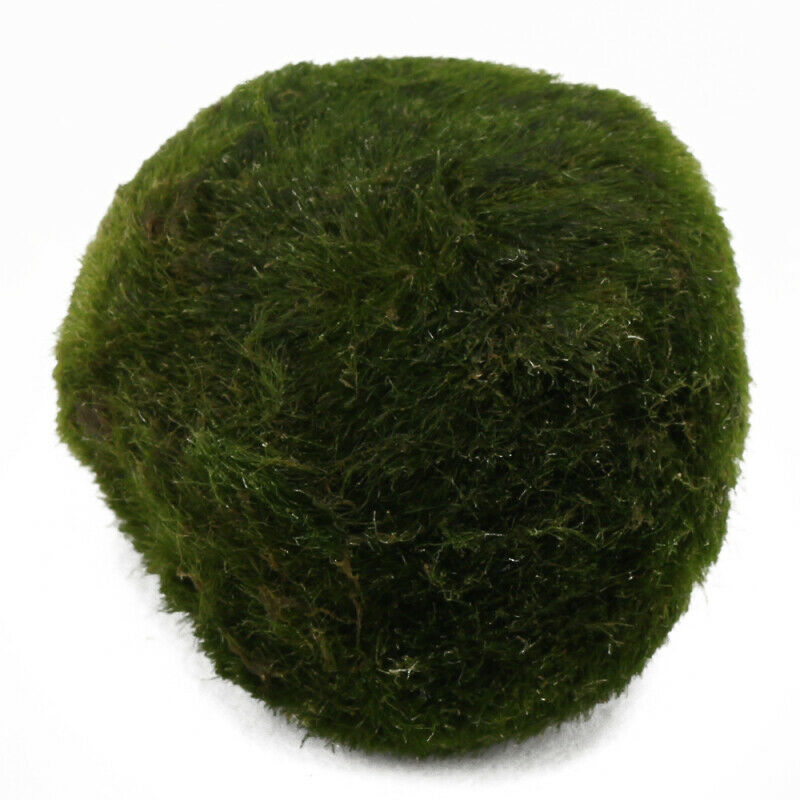 Marimo Ball Live Algae Aquarium Plant Fish Tank Landscape Ornament 3-4c ZGE