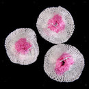 10x Lantern Mantles String-Tie Home Light Outdoor Lamp Mantle Net Sock