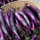 200 purple long eggplant organic vegetable seeds for home-garden rich in SP