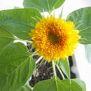 Sunflower Seed Dwarf Helianthus Annuus Sun Flower Seed Bonsai Flower Ornament T~