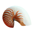 14-16Cm 5.5-6.3Inch Natural Nautilus Seashell Tiger Chambered Nautilus Home