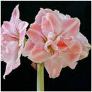 Beautiful 2 Bulbs Plants Elvas Double Amaryllis HIPPEASTRUM G5X6 Amarylli E G5A5