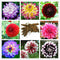 30x Colorful Dahlia Large Bloom Flower Perennials Bulbs 2018' Garden Plant C5J4