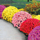 100X ground-cover chrysanthemum seeds perennial daisy flower seeds mix color LJ