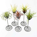 Air Plant Stand Holder Air Plant Base Container Tabletop Planter Tillandsia