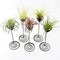 Air Plant Stand Holder Air Plant Base Container Tabletop Planter Tillandsia